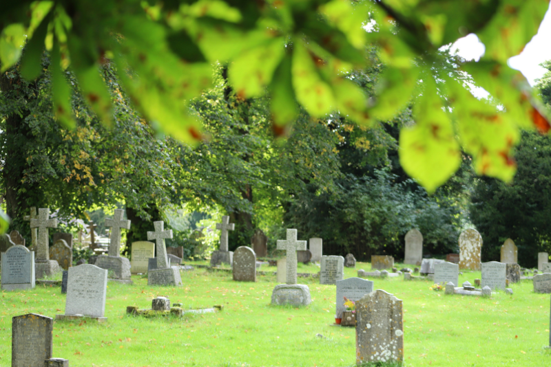 leaves hanging over tombstones in a graveyard