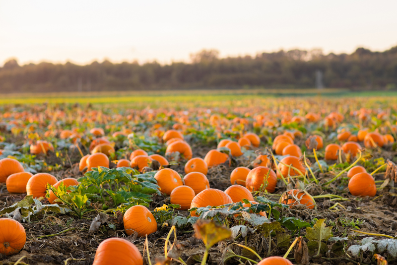 multiple pumpkins on the ground at a pumpkin patch